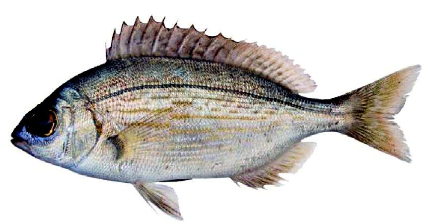 Spondyliosoma cantharus_04.jpg